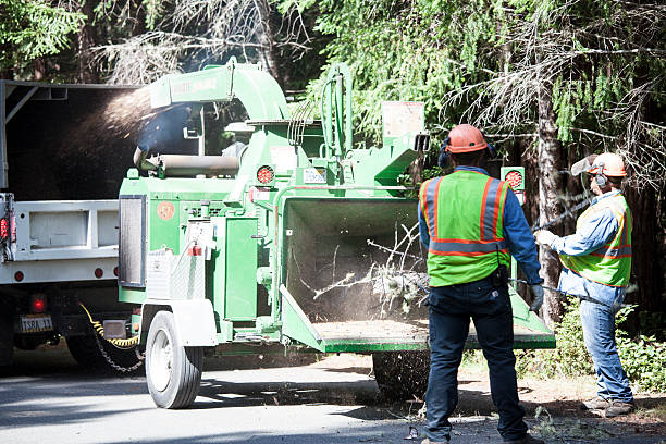 Professional Tree Removal Services in Dousman, WI