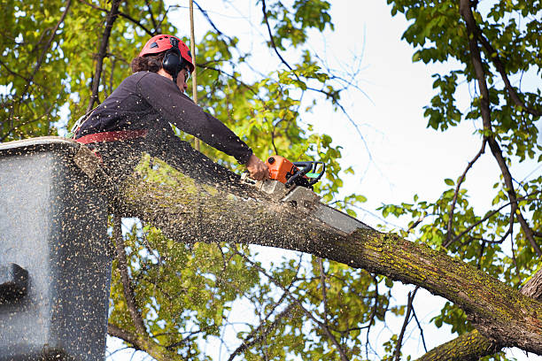 How Our Tree Care Process Works  in  Dousman, WI